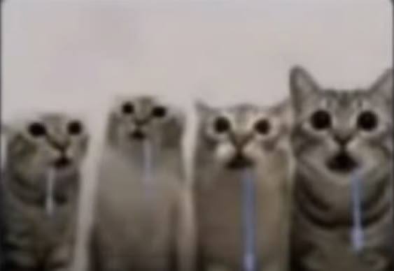 Four funny cats avatar